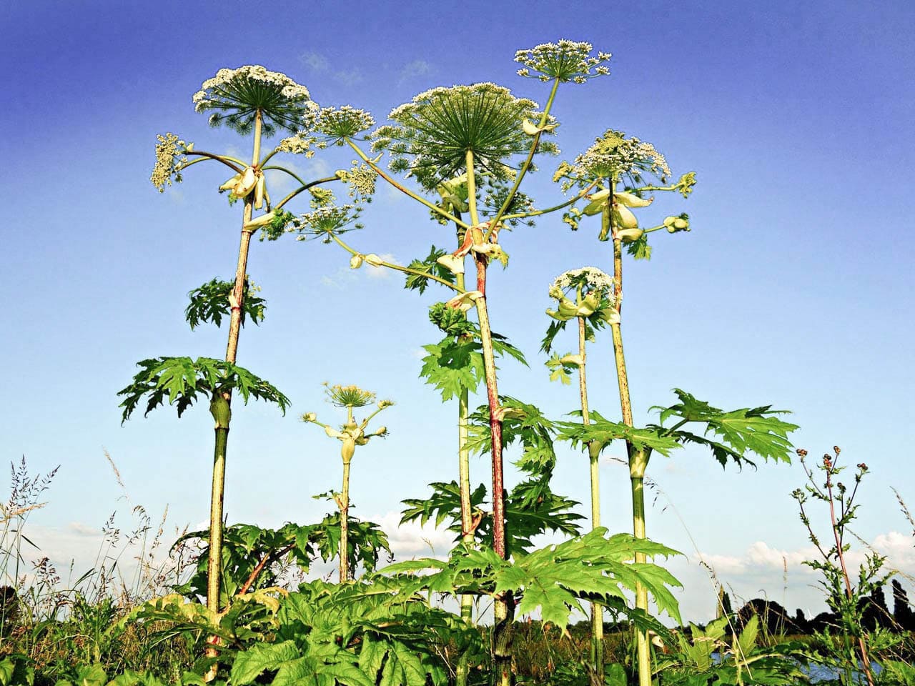 Борщевика Сосновского высокий